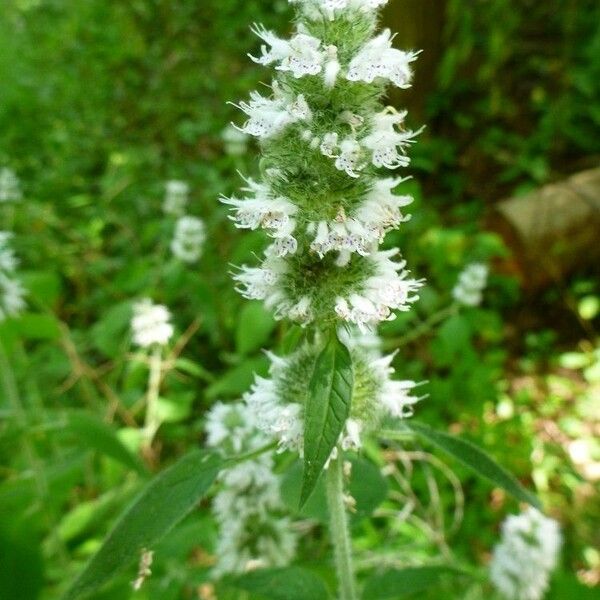 Blephilia hirsuta Flower