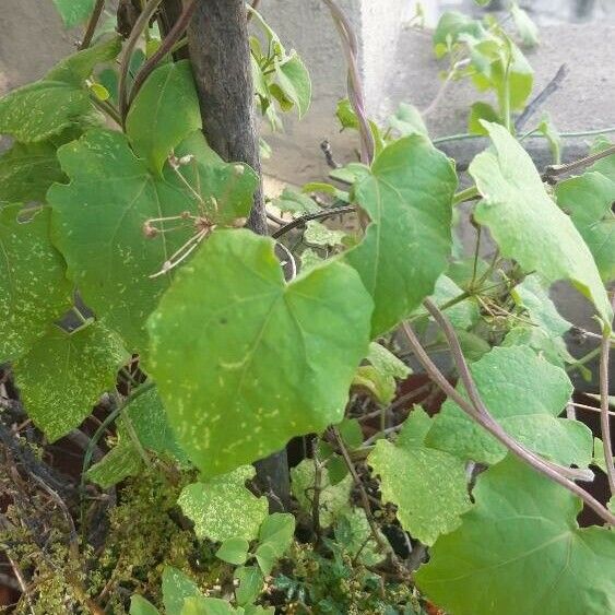 Mikania scandens Leaf