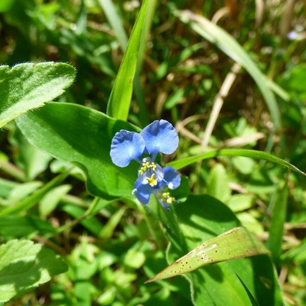 Commelina benghalensis Cvet