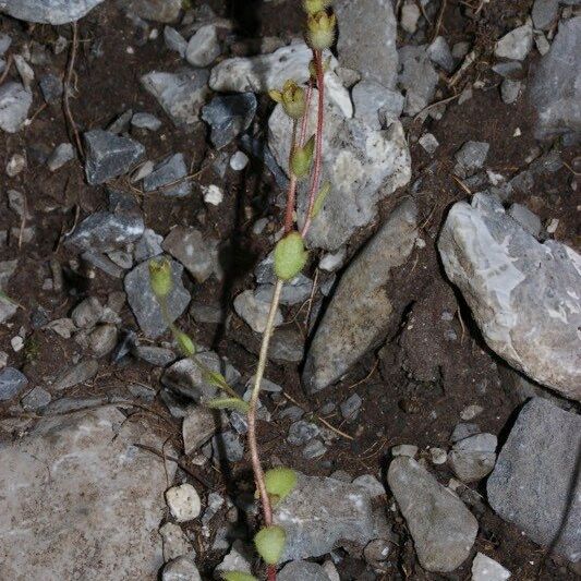 Saxifraga adscendens Habitat