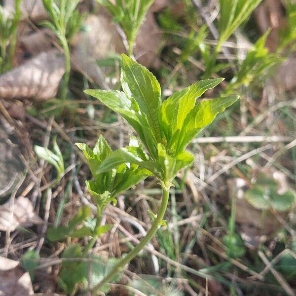 Mercurialis perennis Hoja