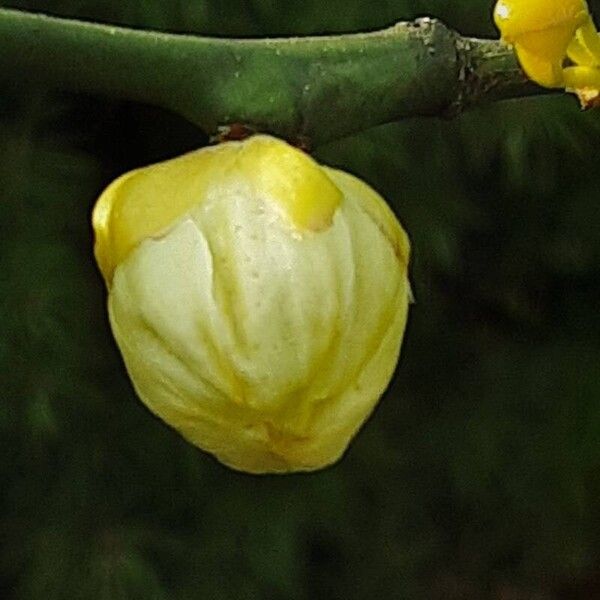 Citrus trifoliata Kwiat