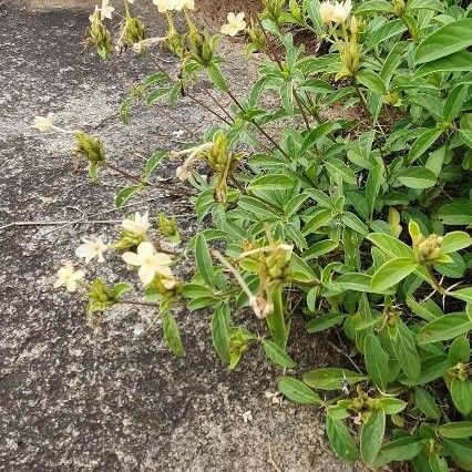 Barleria eranthemoides Habitus