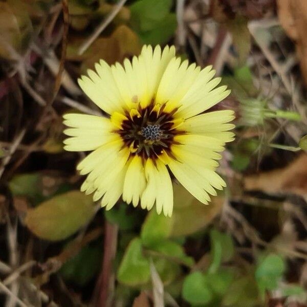 Tolpis barbata Blomst