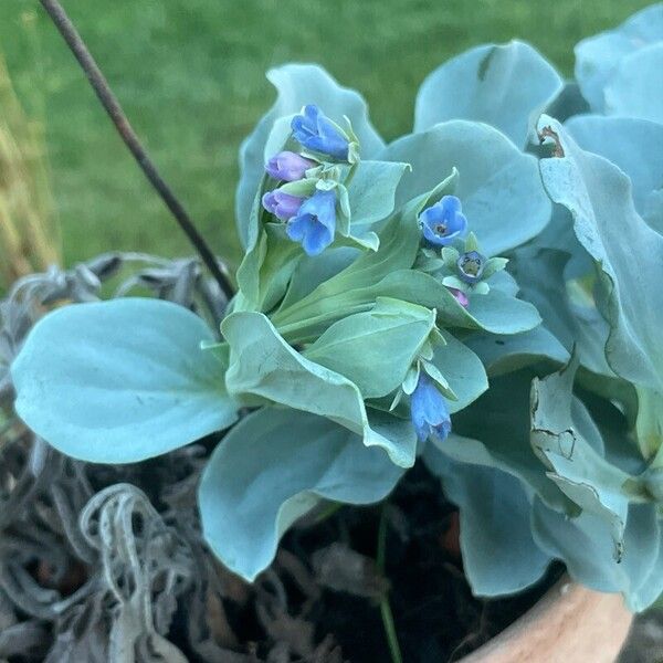 Mertensia maritima Flower