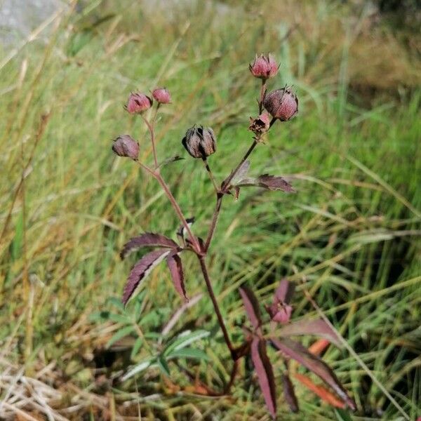 Comarum palustre Kvet