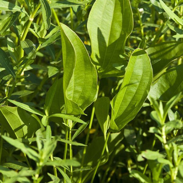 Aquarius cordifolius Celota