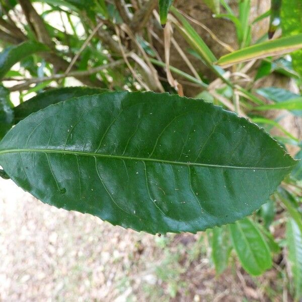 Camellia sinensis Leaf