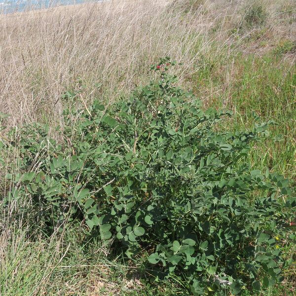 Hedysarum coronarium Habit