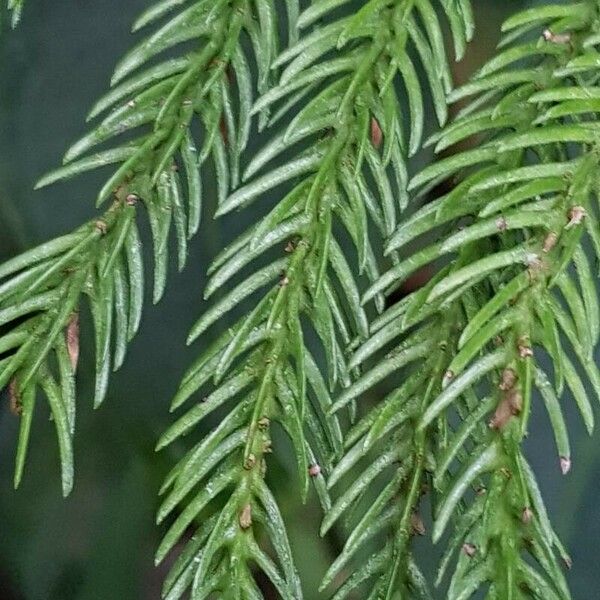 Araucaria subulata ഇല