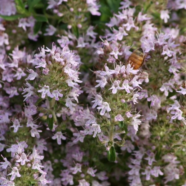 Thymus odoratissimus Virág