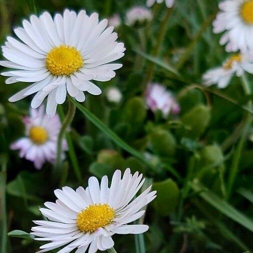 Bellis perennis Цветок