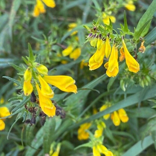 Melampyrum sylvaticum Flors