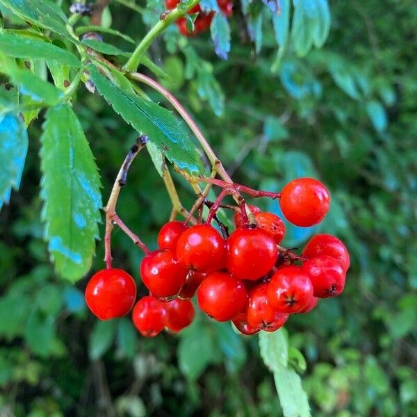 Sorbus aucuparia ഫലം