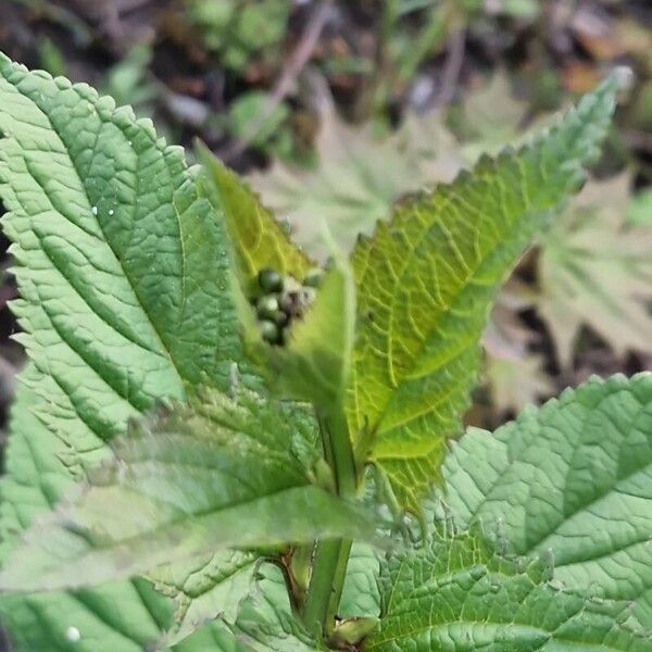 Scrophularia nodosa Blüte