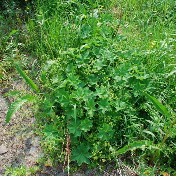 Alchemilla subcrenata (Broadtooth lady's mantle)