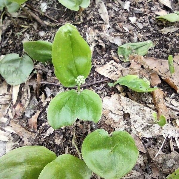 Maianthemum canadense फूल