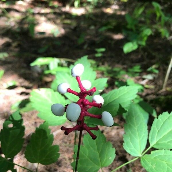 Actaea pachypoda Fruitua