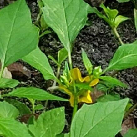 Physalis philadelphica Лист