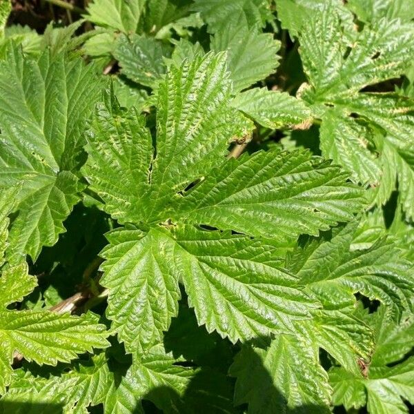 Humulus lupulus Leaf