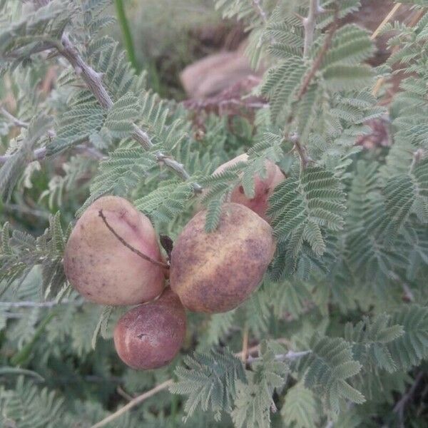 Prosopis farcta Frukto