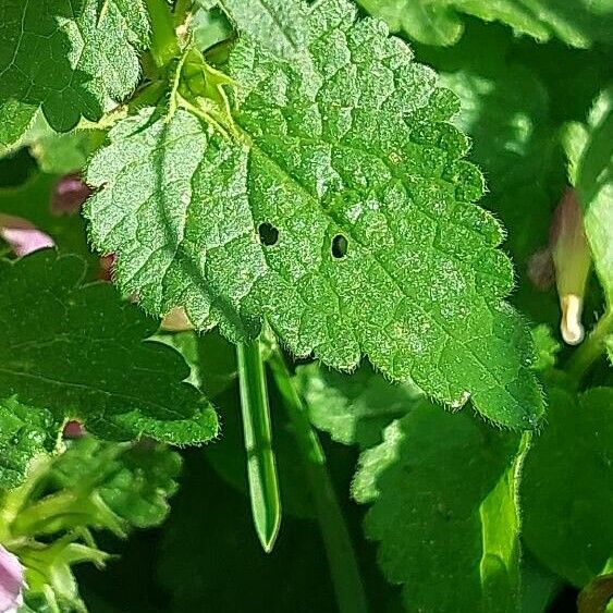 Lamium maculatum Leht