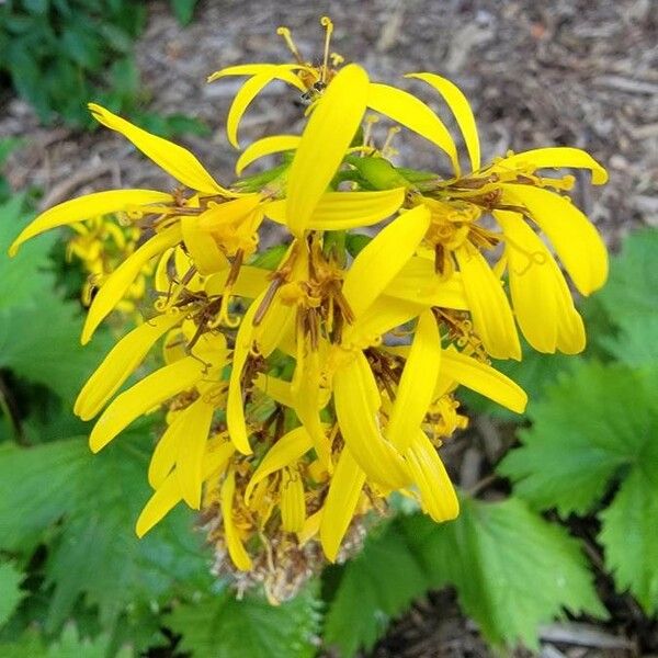 Ligularia wilsoniana Flower