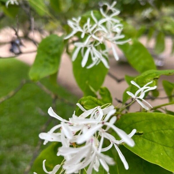 Chionanthus retusus 花