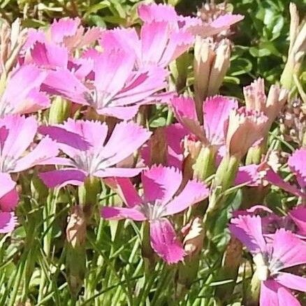 Dianthus pavonius Blodyn