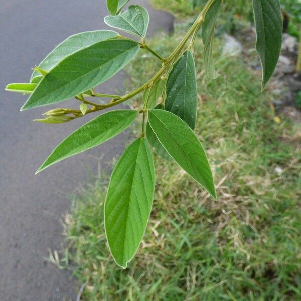 Cajanus cajan Leaf