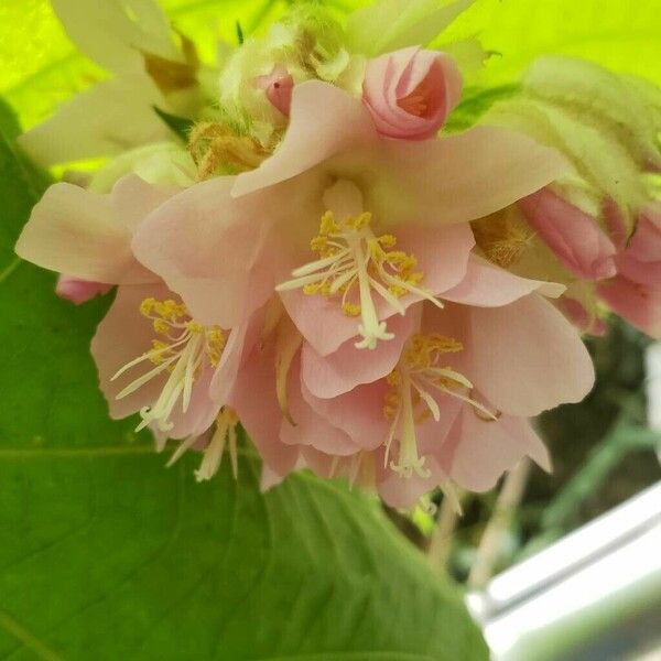 Dombeya wallichii പുഷ്പം