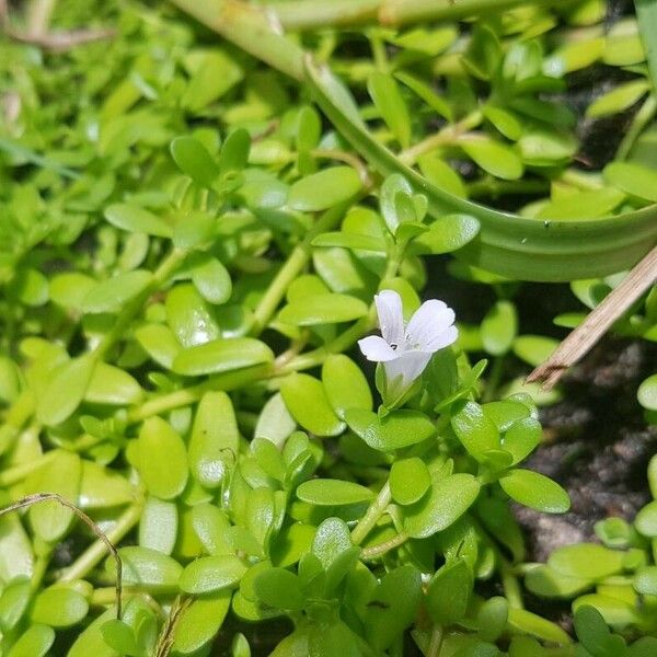 Bacopa monnieri Квітка