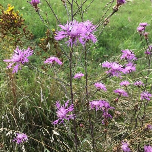 Centaurea stoebe Flors