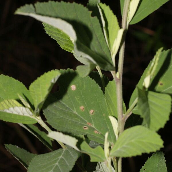 Sida rhombifolia Blatt