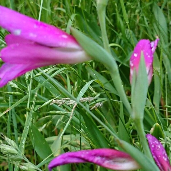 Gladiolus italicus Flower