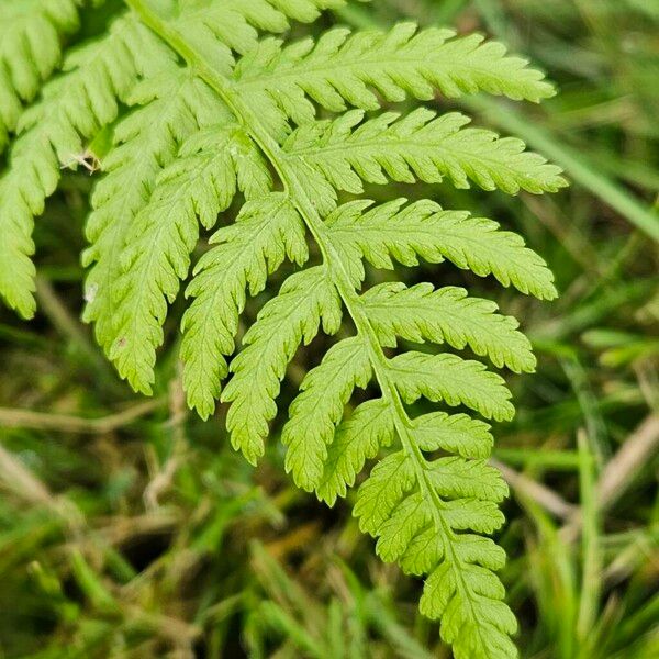 Athyrium filix-femina Blad