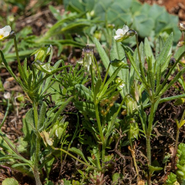 Viola kitaibeliana Habit