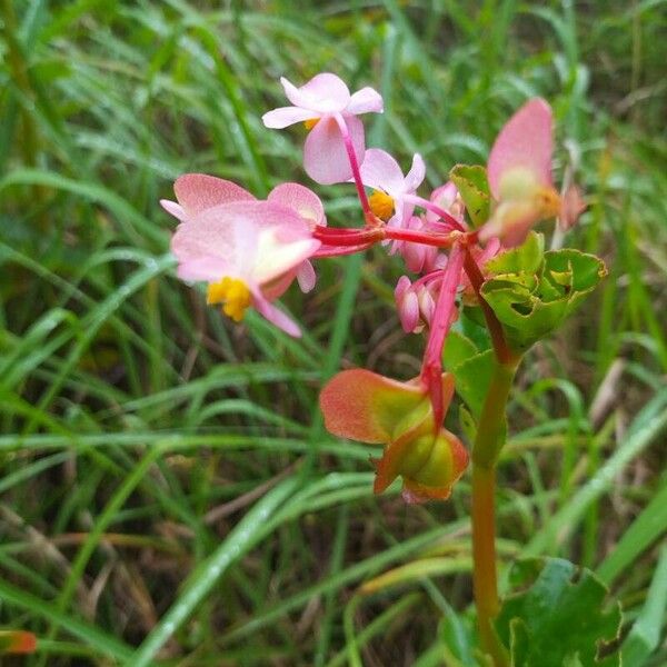 Begonia minor Blodyn