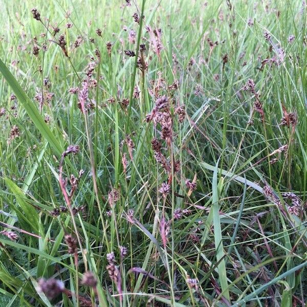 Carex diandra Flors