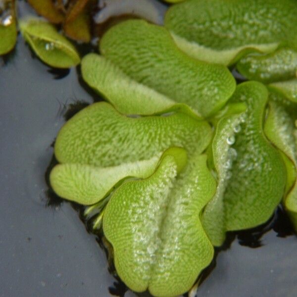 Salvinia molesta برگ