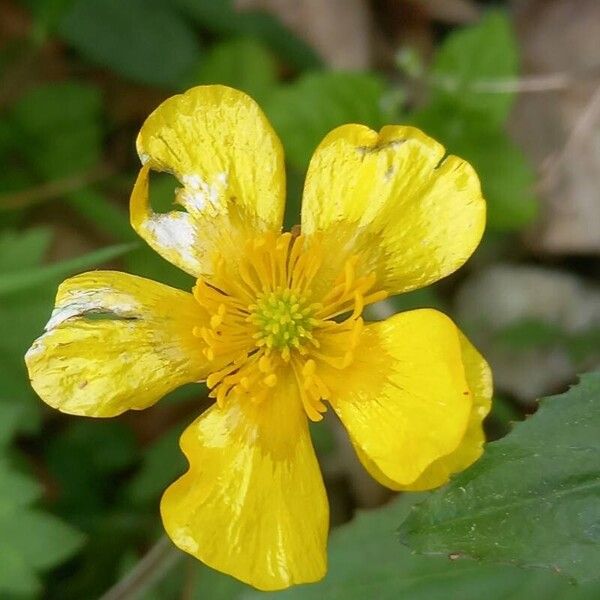 Ranunculus repens Fleur