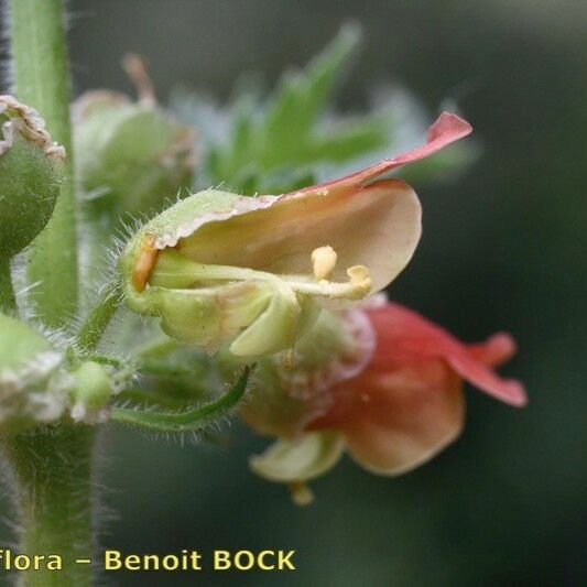 Scrophularia grandiflora Cvet