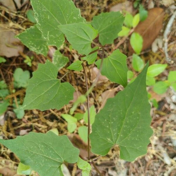 Mikania scandens Lehti