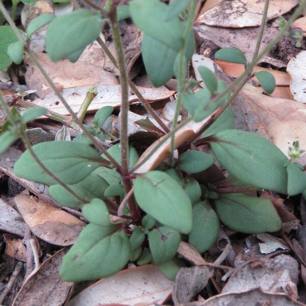 Chaenorhinum rubrifolium Συνήθη χαρακτηριστικά
