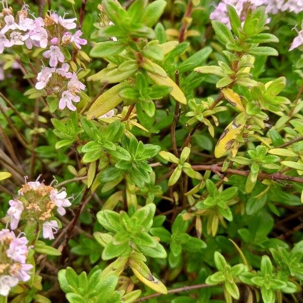 Thymus longicaulis Hostoa