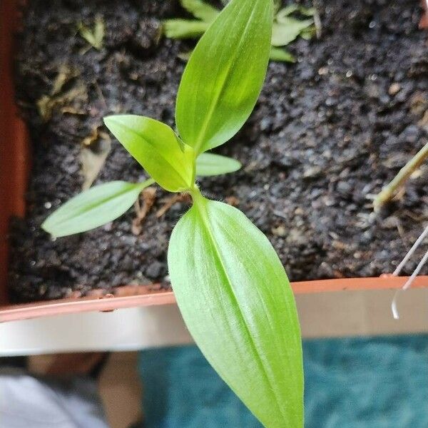 Commelina benghalensis Leaf