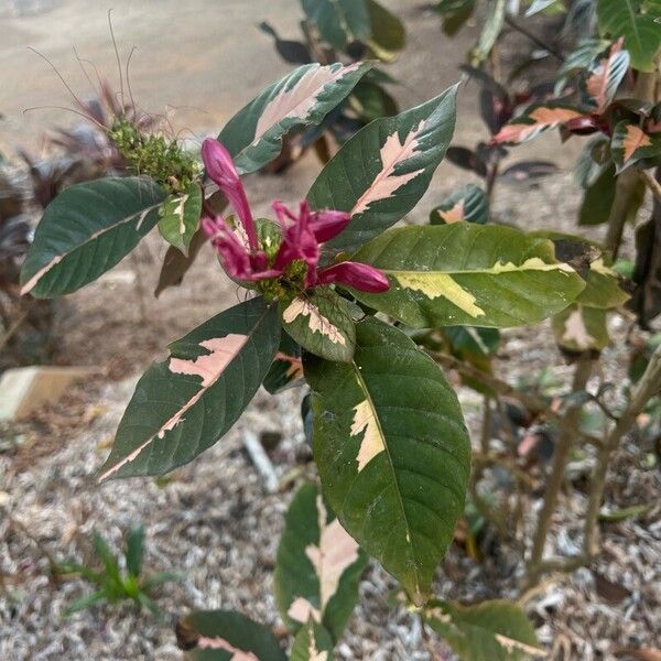 Graptophyllum pictum Leaf