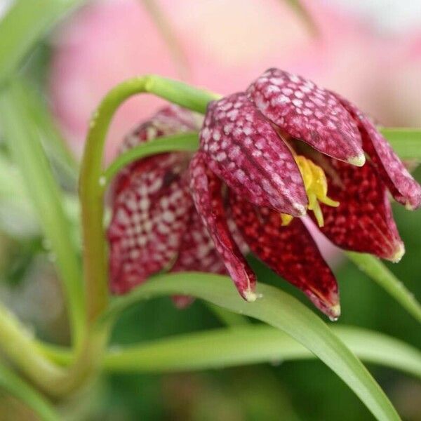 Fritillaria meleagris Квітка