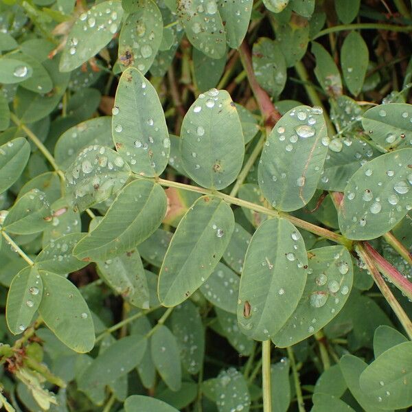 Hedysarum hedysaroides Blad