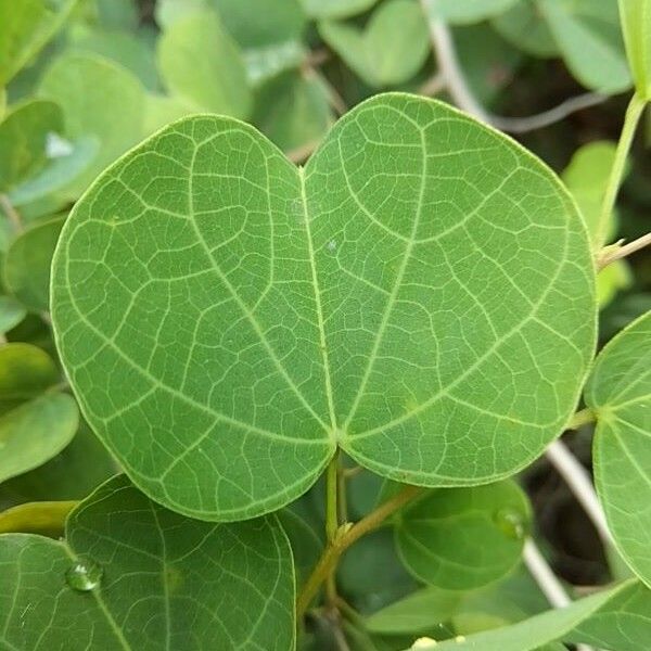 Bauhinia galpinii Leaf